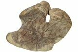 Hadrosaur (Brachylophosaurus?) Coracoid Bone w/ Stand - Montana #227735-3